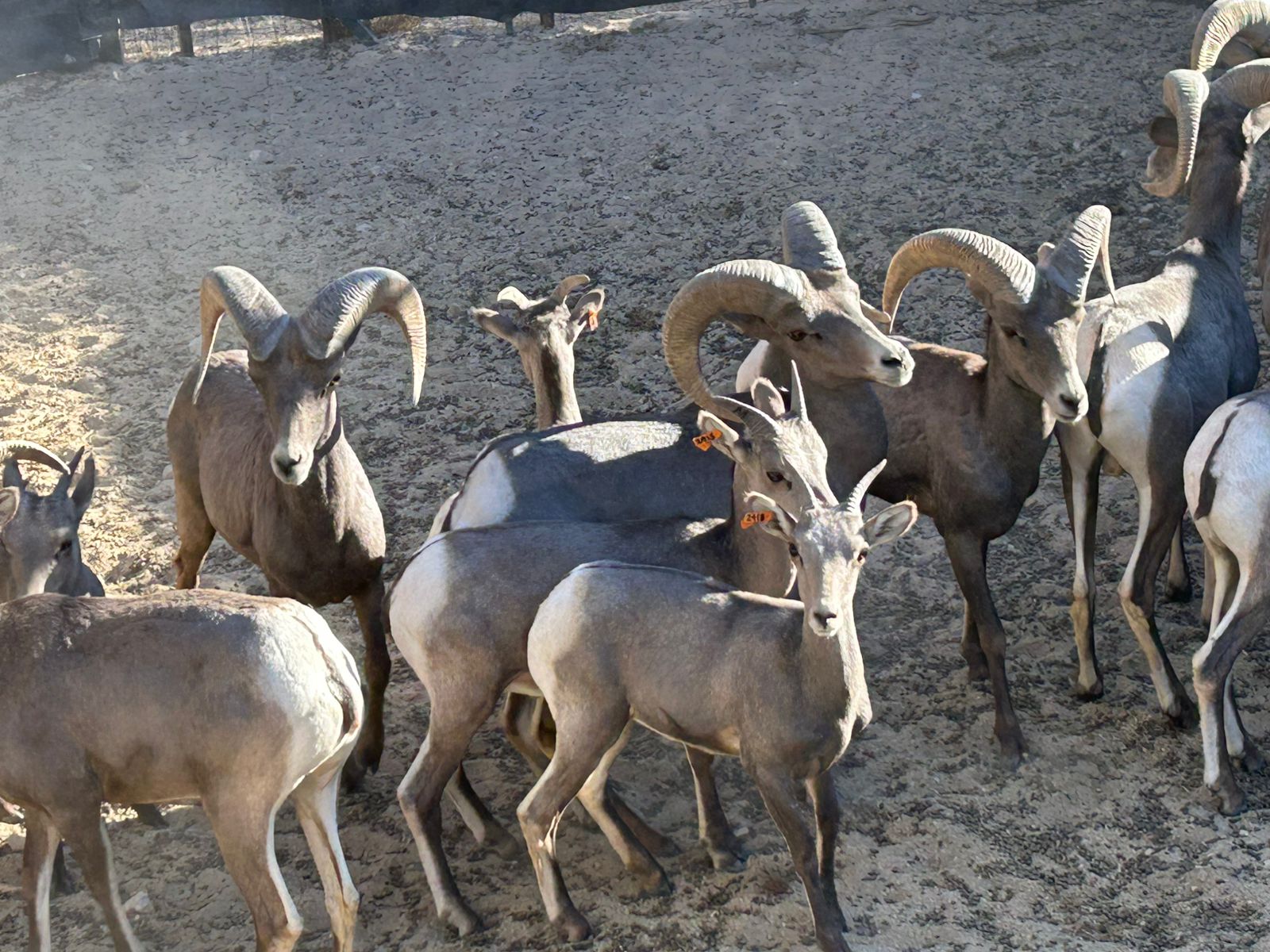 Contribuye Gobierno de Sonora a recuperación del borrego cimarrón con liberación de 20 animales: Celida López